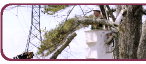 Tree Felling 2